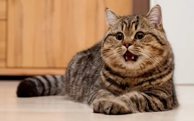 Фото лишая у кошки: скачать в png формате
