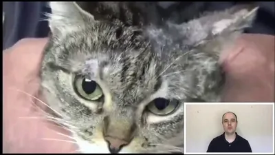 Кошка с лишаем: бесплатное скачивание jpg