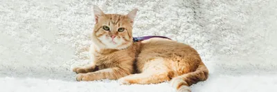 Лишай на теле кошки: фотография в png формате