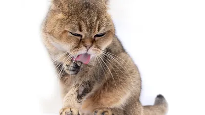Фото лишая у кошки: скачать png бесплатно