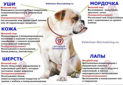 Лишай у собак 🐶 – виды, симптомы и признаки заражения питомца