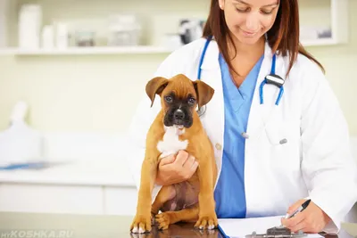 Акральный дерматит от разлизывания (гранулема разлизывания) | Ветеринарная  клиника доктора Шубина
