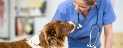 Дерматит у собак – этиология заболевания, виды, диагностика и терапия