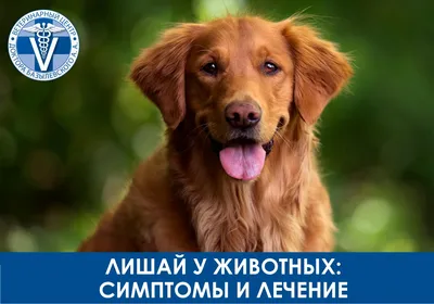Основные симптомы стригущего лишая у собак, а также методы лечения -  признаки, симптомы | Vetera