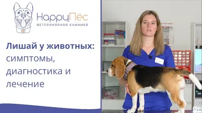 Кожные заболевания у собак симптомы и лечение 🐱 | Ветеринарная клиника  Ветдоктор