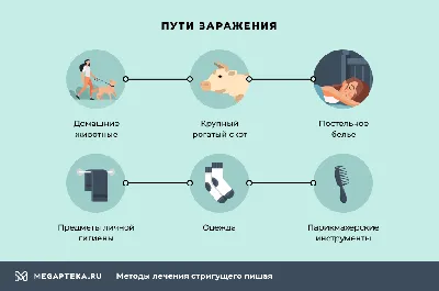Акральный дерматит у собак: Симптомы и лечение