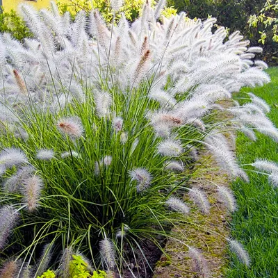 Лисий хвост растение фото фотографии