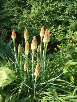 Цветы Щетинник Лисий хвост (декоративные травы) 0,5 гр. купить в  интернет-магазине RemontDoma