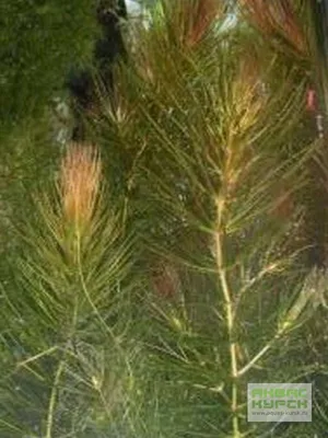 Натуральная искусственная пампасная трава тростник пшеничные уши лисий хвост  трава букет бохо гостиная спальня ваза орнамент | AliExpress