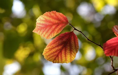 Ольха серая \"Alnus\"