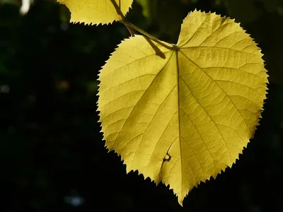 ЛИСТ ОЛЬХИ \" СИЛИКОНОВЫЙ МОЛД (ВАЙНЕР) в интернет-магазине Ярмарка Мастеров  по цене 650 ₽ – 92L27BY | Молды, Заречный - доставка по России