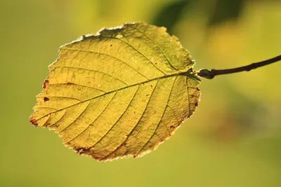 Ольха серая - лечебные свойства | Plant leaves, Plants, Leaves