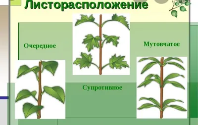 ФитоВэй Василек сушеный синий цветы чай