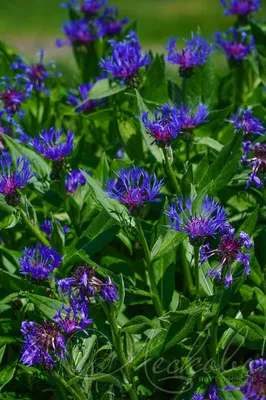 Василек горный (Centaurea montana) - Василек горный - Василек -  Многолетники - Каталог - LESKOVO-PITOMNIK.ru