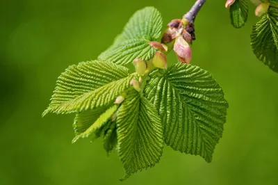 Вяз шершавый (ulmus glabra) | Ракита. Питомник растений