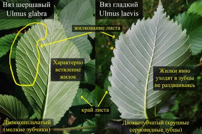Свежие листья вяза Ровн-лист Стоковое Фото - изображение насчитывающей вяз,  природа: 93279248