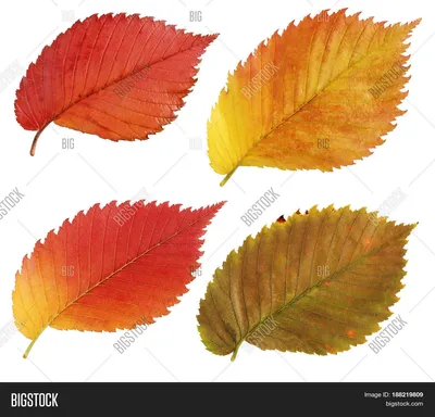 Листья вяза осенью - 59 фото