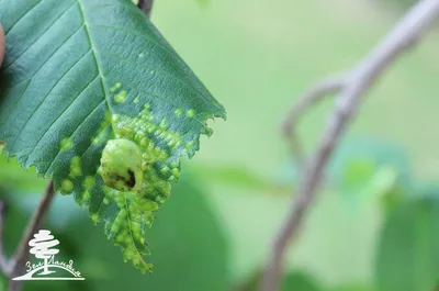 Вяз лист