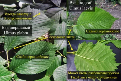 Вяз мелколистный - Green Build