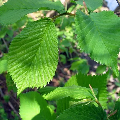 Вяз Листья Зеленый Висячий - Бесплатное фото на Pixabay - Pixabay