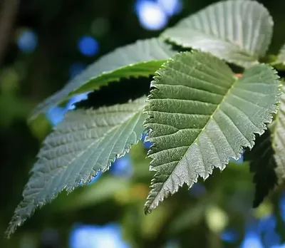Весенние листья вяза - Савасерлин. Смотреть и видеть. Сайт фотоманьяка.