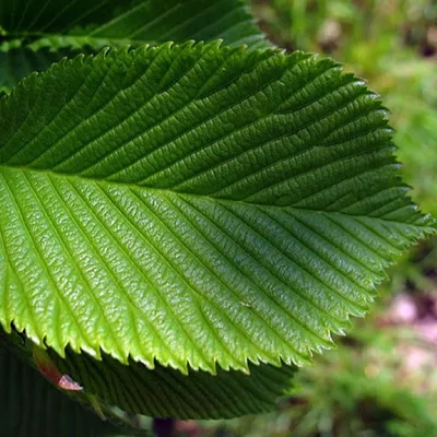 Висячий Вяз Листья Зеленый - Бесплатное фото на Pixabay - Pixabay