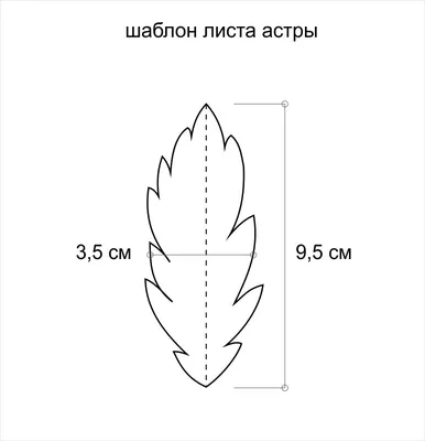 Листья астры (98 фото) »