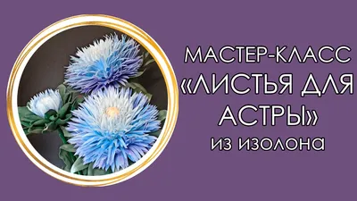 Почему скручиваются листья у астры? Как помочь? | уДачные рецепты🪴 | Дзен