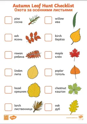 Раскраска Листья деревьев | Leaf coloring page, Fall leaves coloring pages,  Coloring pages