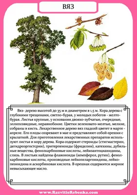 Конструктор многоразовая раскраска (листья деревьев), Р-19
