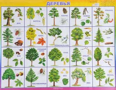Листья деревьев (33 фото) - 33 фото