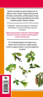 Листья деревьев» раскраска для детей - мальчиков и девочек | Скачать,  распечатать бесплатно в формате A4