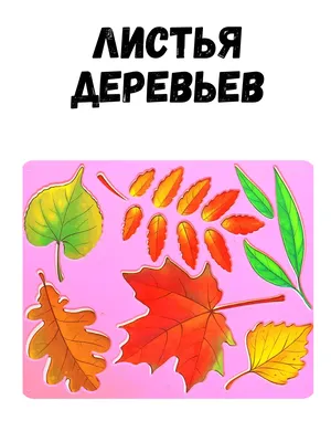 РАЗВИТИЕ РЕБЕНКА: Строение Дерева. Листья Деревьев. | Листья,  Природоведение, Дерево