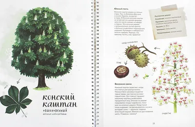 Дидактическая игра «Листья деревьев» - Скачать шаблон | Раннее развитие