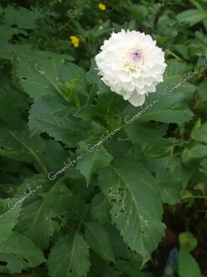 Selo - ➡️➡️ 4.Четвертый целебный цветок — георгин. Листья... | Facebook