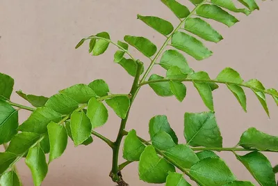 Карри листья, 50 г Shri Ganga 19203127 купить в интернет-магазине  Wildberries