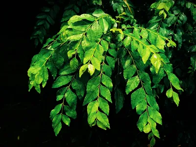 Листья карри (Curry Leaves) Everfresh, 20 г - купить с доставкой по  выгодным ценам в интернет-магазине OZON (1066698277)