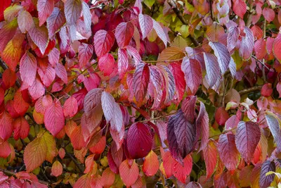 Листья кустарников покрашенных в Horizont предпосылки других цветов  Стоковое Фото - изображение насчитывающей заволакивание, парк: 129077930