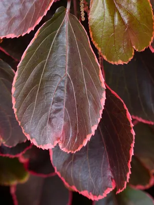 Кустарник с красными листьями - 35 фото
