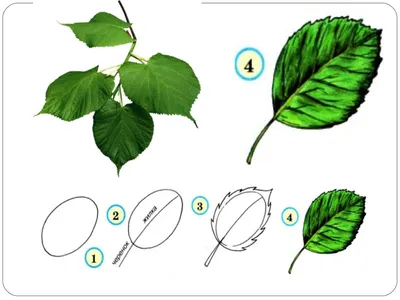 плющ листья венок лиана PNG , растет, лиана, кустарник PNG картинки и пнг  рисунок для бесплатной загрузки