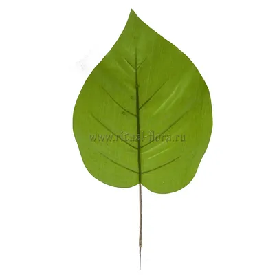 Зеленые листья куста - скачать бесплатно текстурные атласы и декали,  Substance PBR материал в высоком разрешении