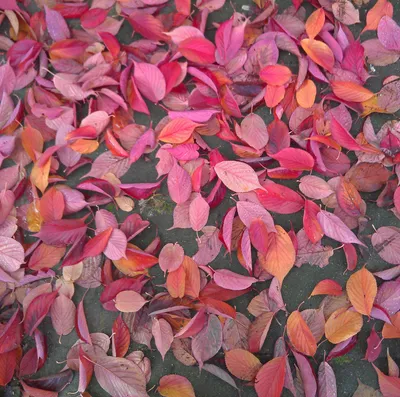 осенние листья кустарников различных оттенков на жёлтой поверхности  сезонный фон осень Стоковое Фото - изображение насчитывающей природа,  средства: 233508906