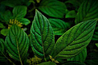 Листы Листья Смородины Кустарники - Бесплатное фото на Pixabay - Pixabay