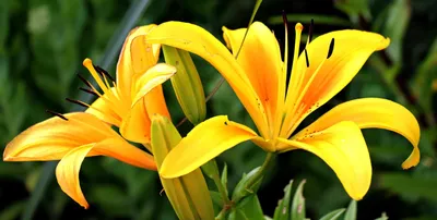 Лилия белоснежная (Lilium L.) | Лилии — (лат. Lílium) — род … | Flickr
