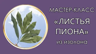 Листья пиона и падения росы утра или дождя лета Стоковое Изображение -  изображение насчитывающей одичало, трава: 96667821