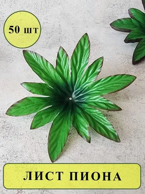 Зеленые лист пиона стоковое фото. изображение насчитывающей листья -  35364350