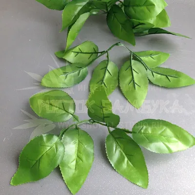 Картинка Листья Розы Цветы