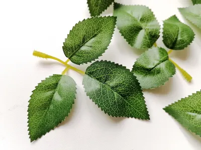 Листья розы пластик, 1 шт купить по цене 7 руб. в магазине AROMATIZE