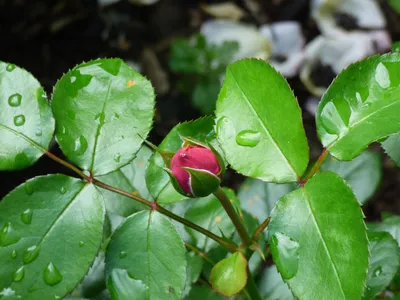 Листья розы фото фотографии