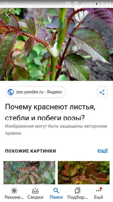 Розы из кленовых листьев. Воспитателям детских садов, школьным учителям и  педагогам - Маам.ру